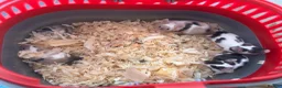 Mouse rodents for sale: 5 male mice  in Alton - Advert 2