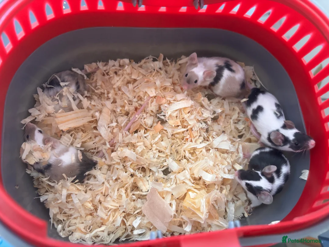 Mouse rodents for sale: 5 male mice  in Alton - Advert 2
