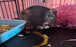 Rat rodents for sale: 2 beautiful well handled female dumbo rats - Image 8