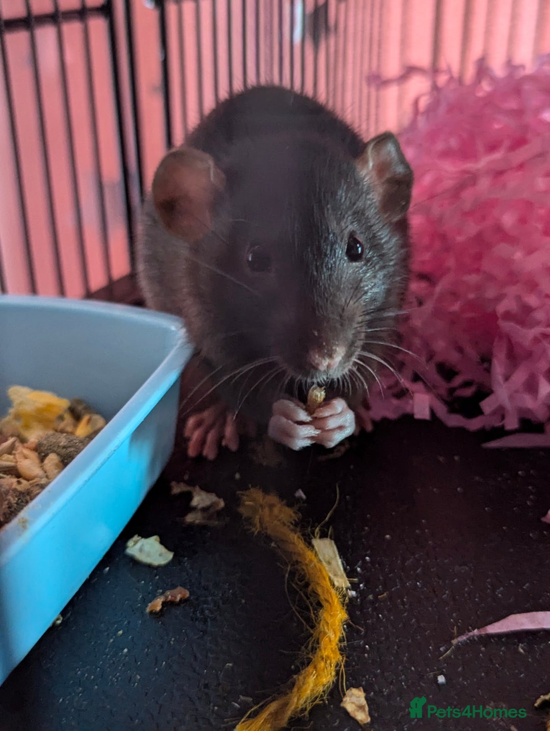 Rat rodents for sale: 2 beautiful well handled female dumbo rats - Image 8