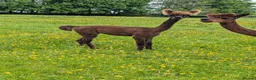 Alpaca livestock for sale: Gorgeous dark brown cria - Advert 3