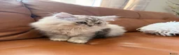 British Shorthair cats for sale: Beautiful fluffy show class kittens - Advert 20