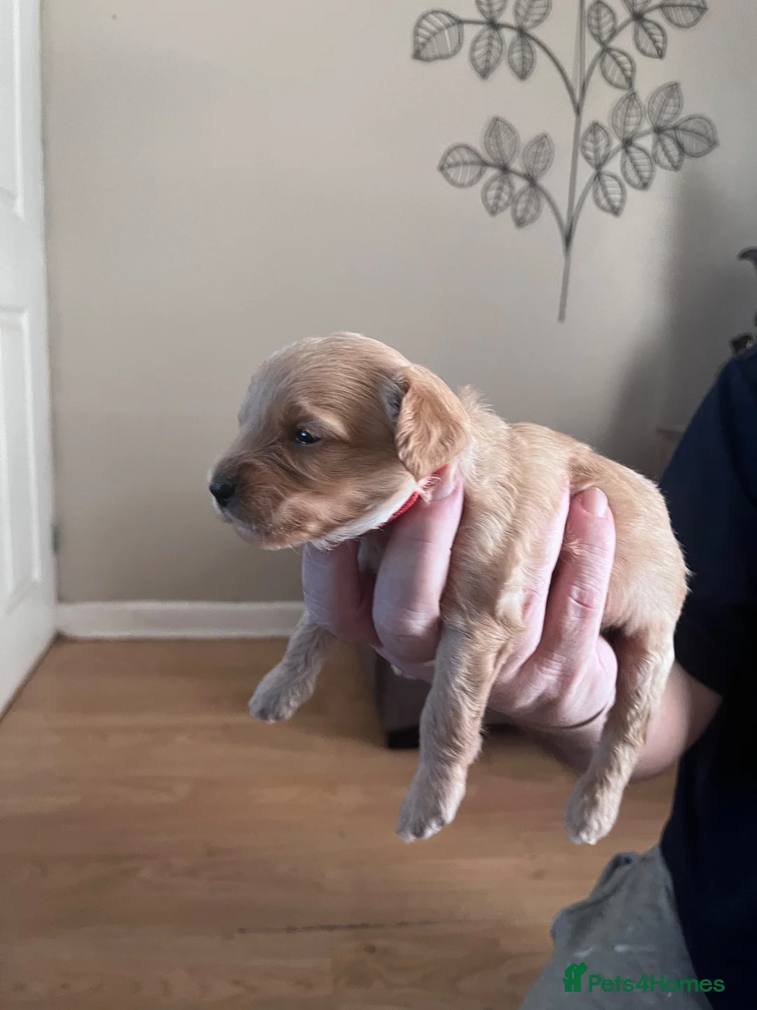 Mixed Breed dogs for sale: 6 gorgeous pups looking for forever home in Lowestoft - Advert 2