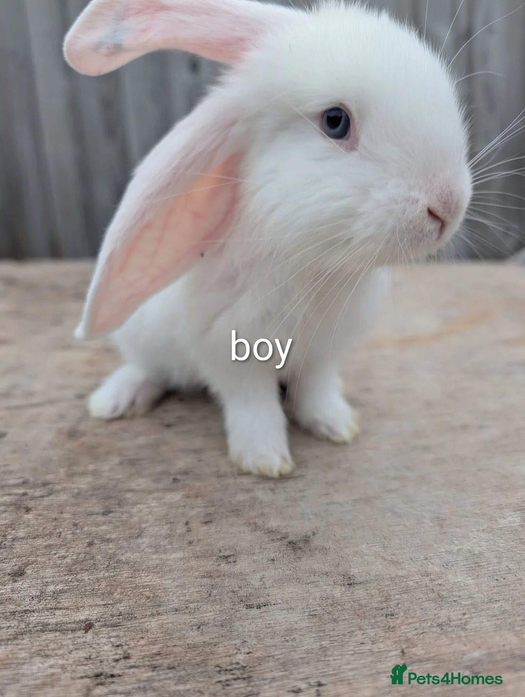 Continental Giant rabbits for sale: Continental giant rabbits 7 weeks old  in Milford Haven - Advert 2