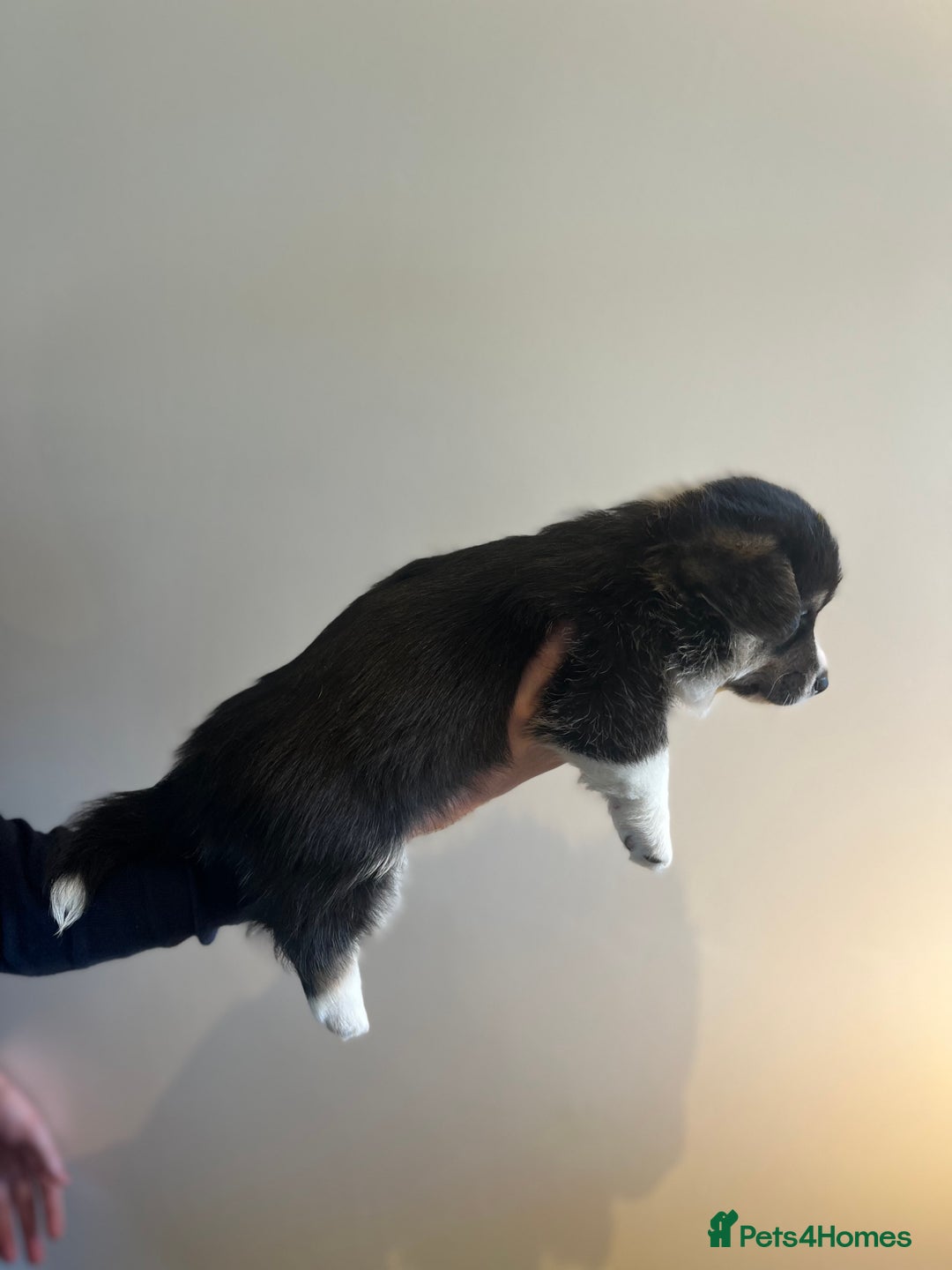 Welsh Corgi Pembroke dogs for sale: KC Pembroke Welsh Corgis (Gorgeous Tri Colour) - Advert 14