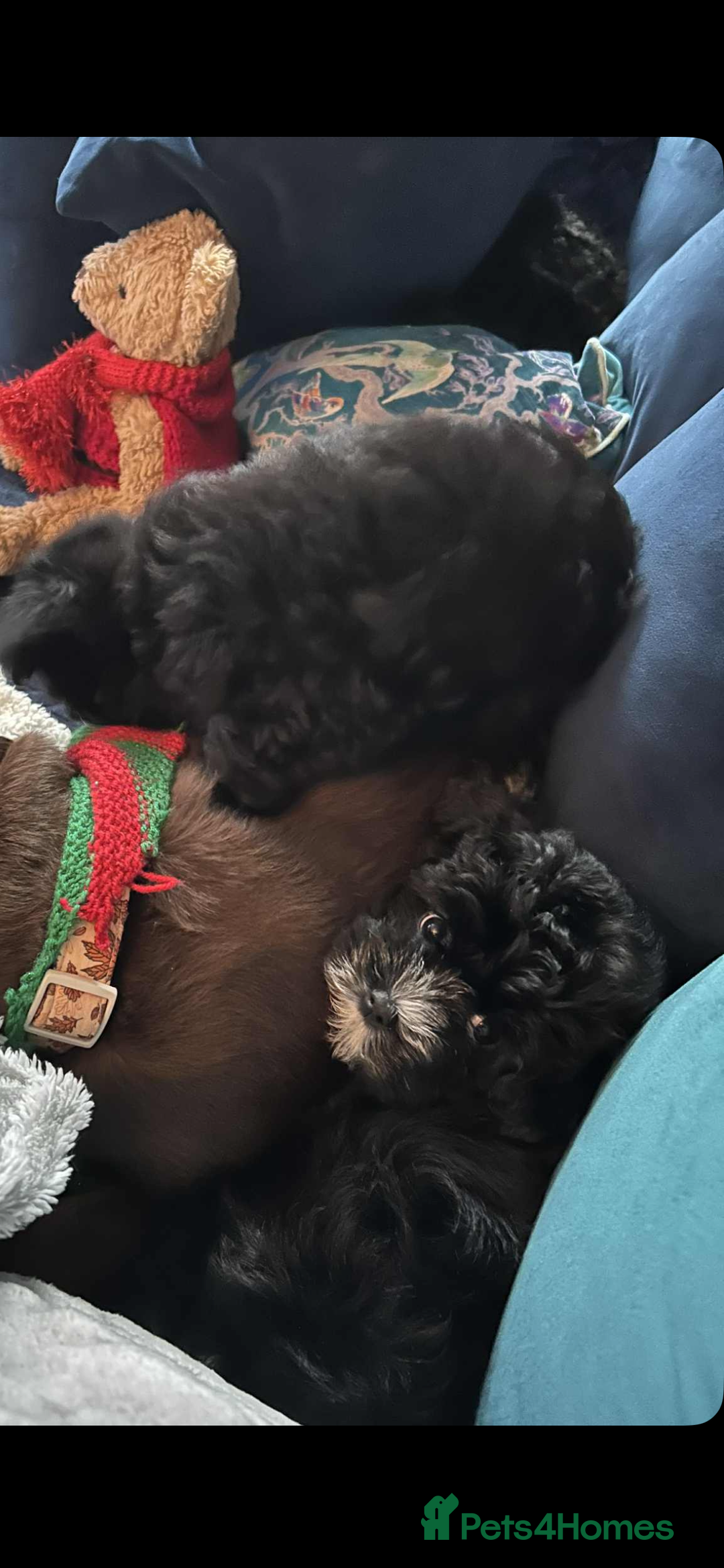 Mixed Breed dogs for sale: Maltese cross Chinese crested puppies for sale - Advert 19