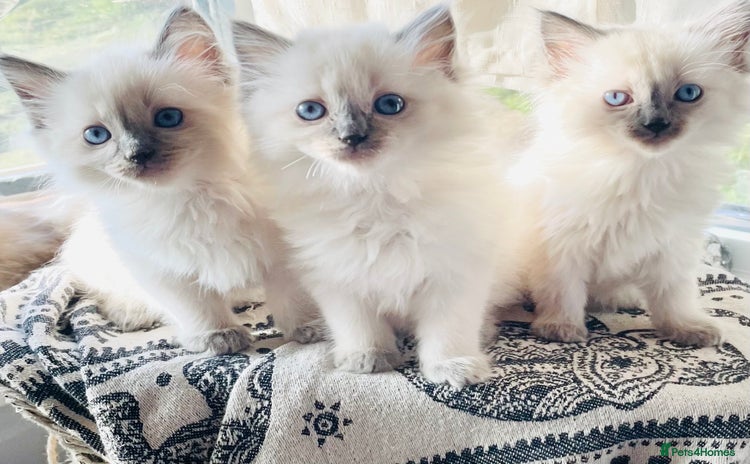 Ragdoll cats - Advert 16
