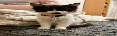 Biscuit