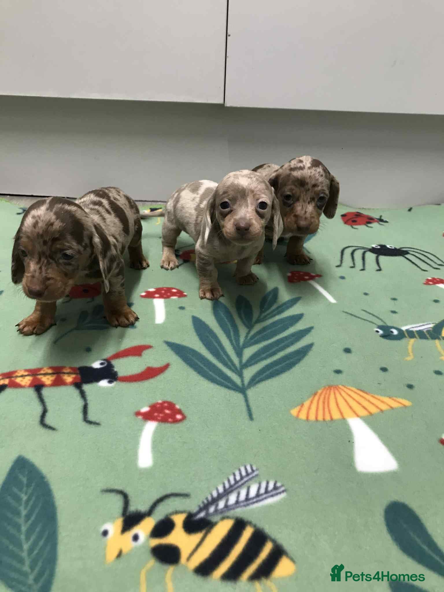 Dachshund dogs MINATURE DASHUNDS 2 boys left  - Advert 3