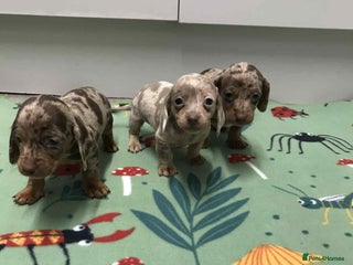 Dachshund dogs MINATURE DASHUNDS 3 boys - Advert 1