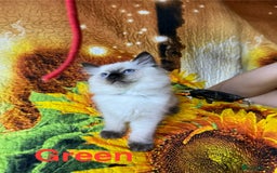 Ragdoll cats for sale: 🐈❤️5 Pure Ragdolls Waiting for Loving Family❗️❤️ - Image 30