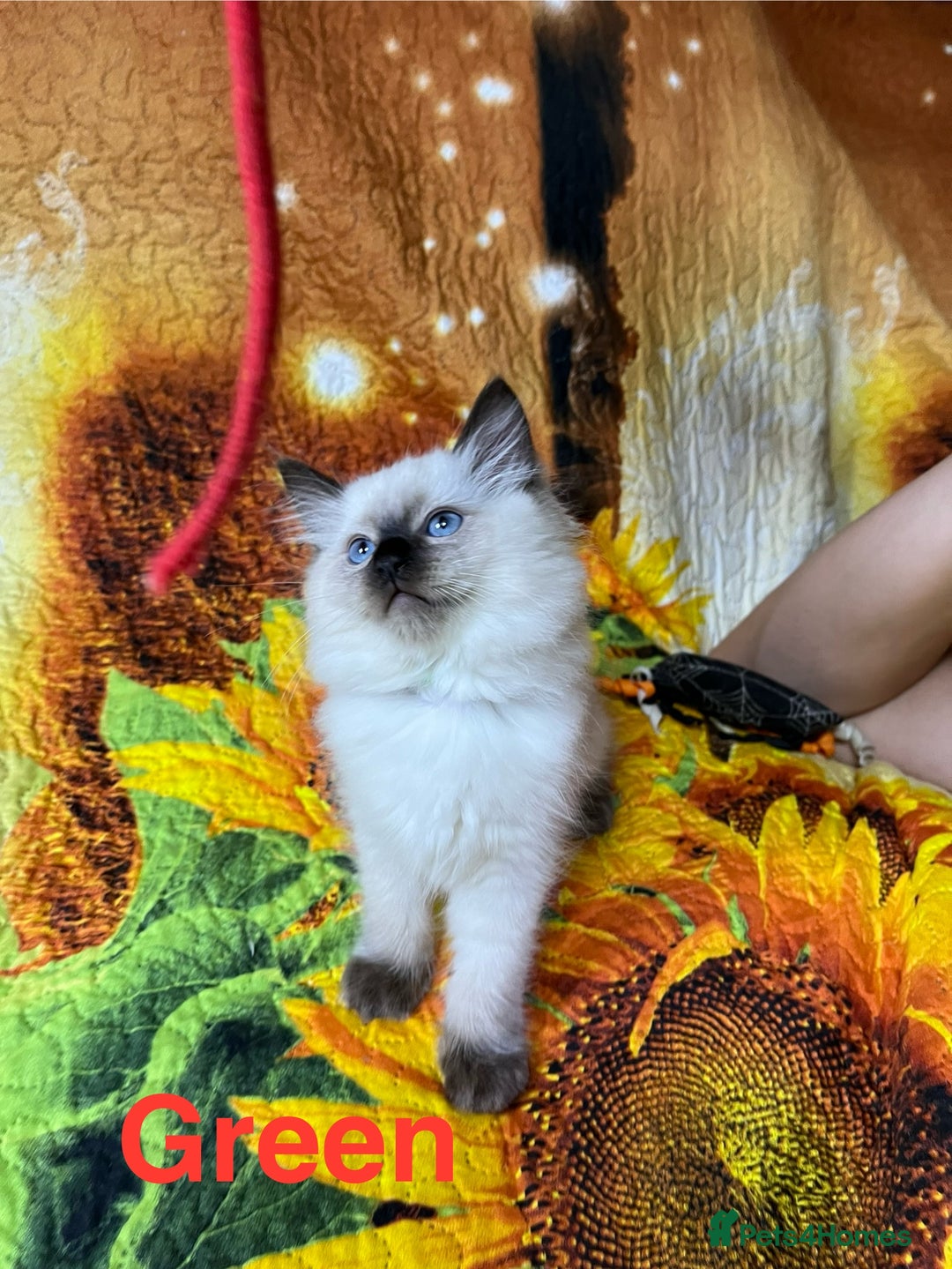 Ragdoll cats for sale: 🐈❤️5 Pure Ragdolls Waiting for Loving Family❗️❤️ - Image 30