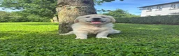 Golden Retriever dogs for sale: Golden retrievers - Advert 3