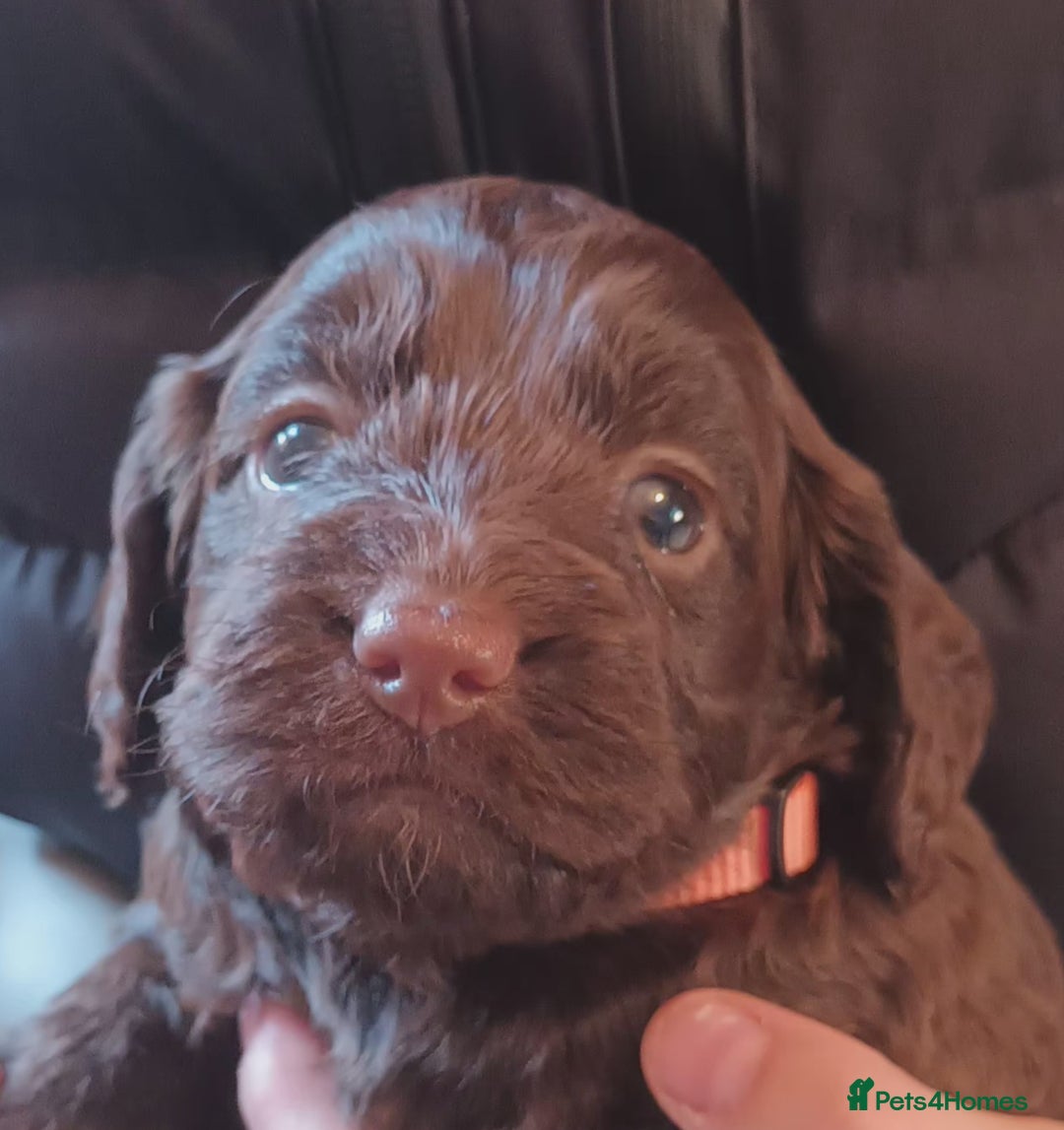 Cockapoo dogs for sale: Stunning F1 Chocolate Cockapoos - Advert 7