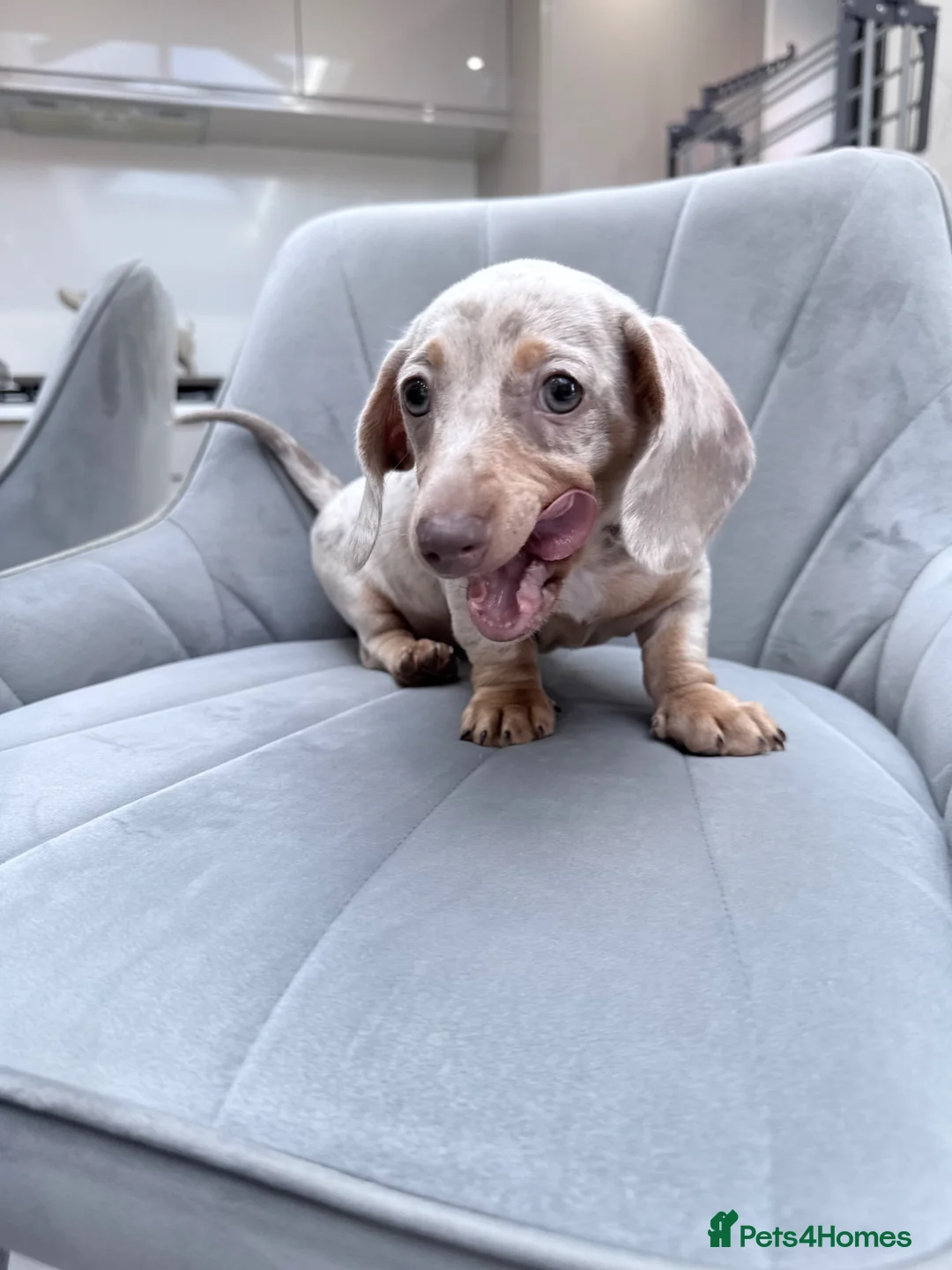 Miniature Dachshund dogs for sale: Miniature Dachshund Puppy - Isabella & Tan Dapple - Advert 2