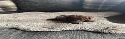 Cockapoo dogs for sale: f1b miniature dna health tested cockerpoos  - Advert 6