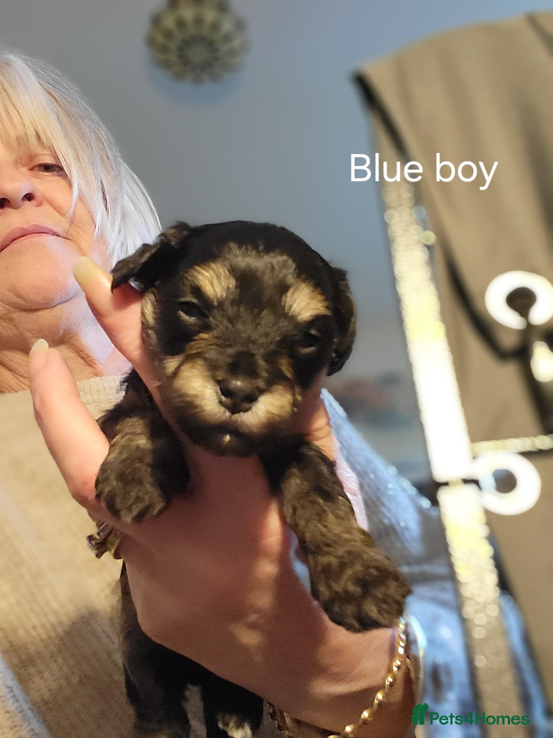 Maltipoo dogs for sale:  Adorable Maltipoo Puppies Ready Soon! 🐾 - Image 5