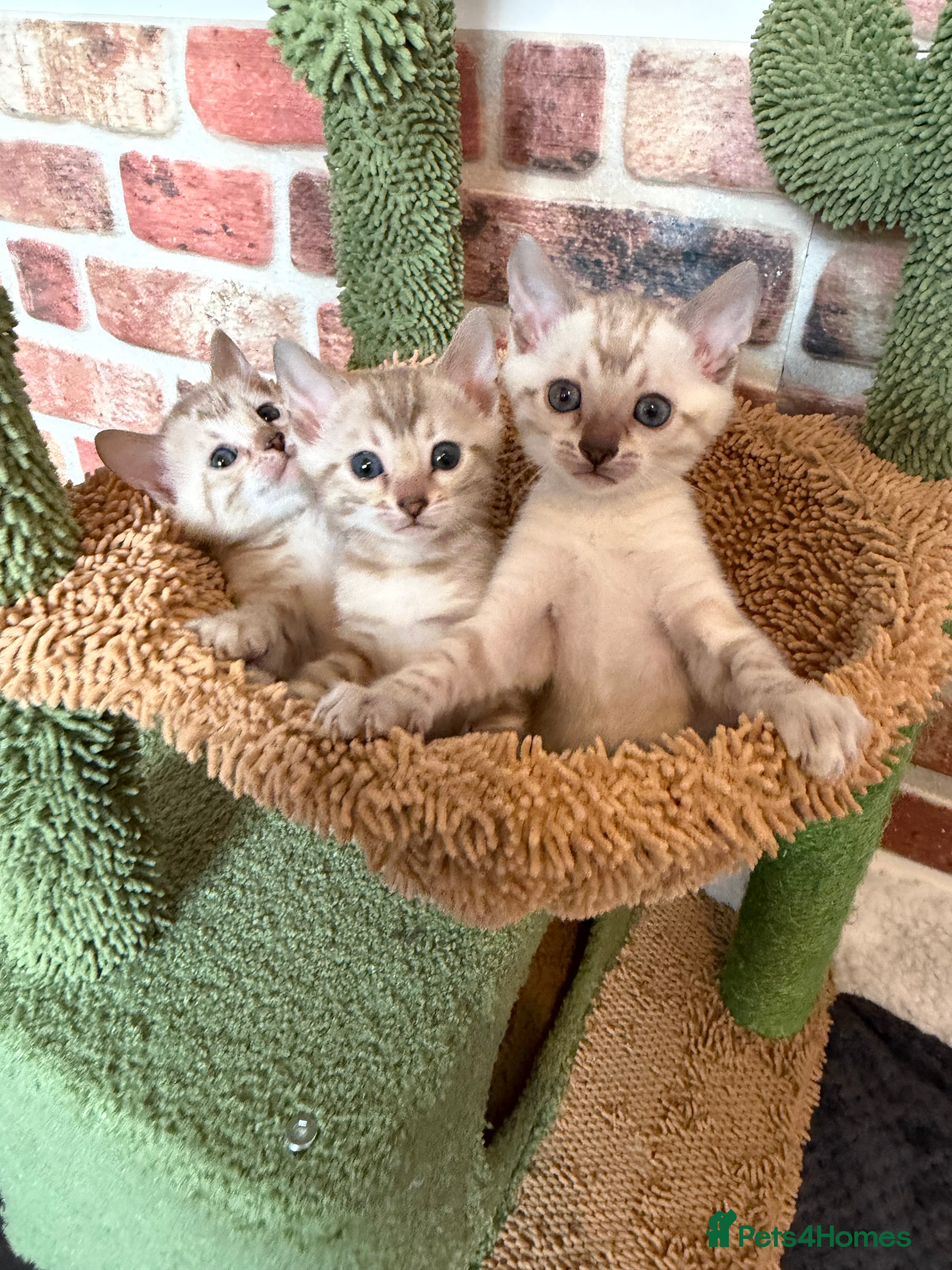 Bengal cats 🏆 Snow Lynx Bengal Kittens, TICA Certificated ✅ - Advert 2