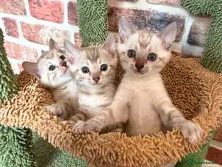 Bengal cats 🏆 Snow Lynx Bengal Kittens, TICA Certificated ✅ - Advert 2