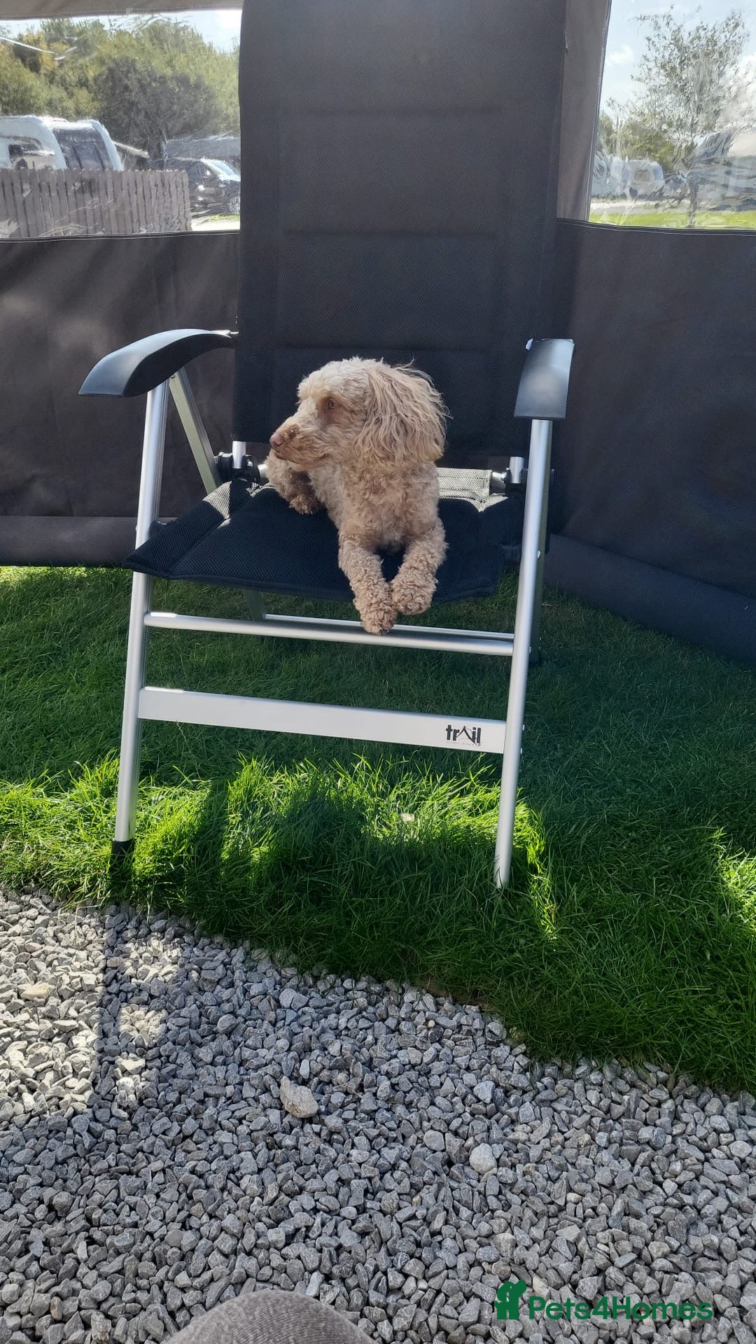 Poochon dogs for stud: Stud Boy poochon in Derby - Image 9