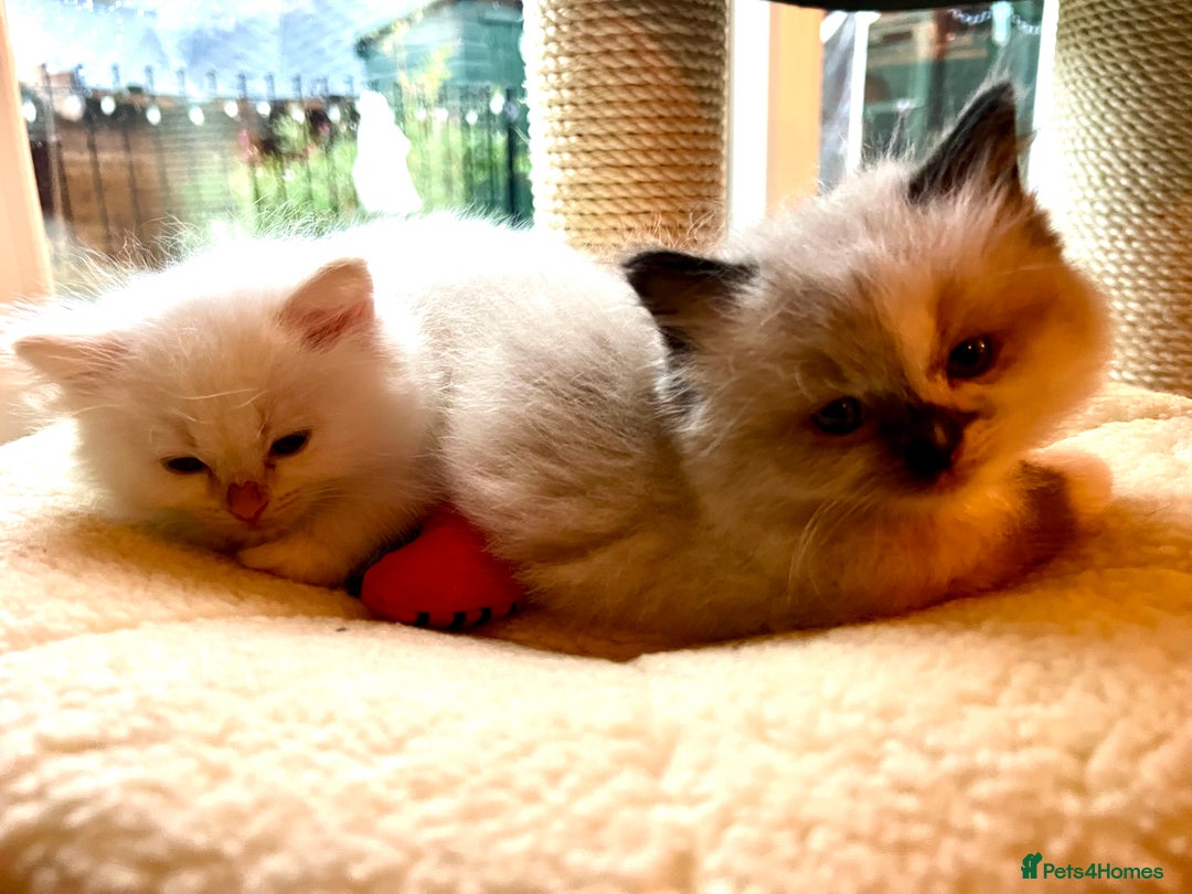 Ragdoll cats for sale: GCCF Ragdoll Kittens. Champion lines  - Advert 23