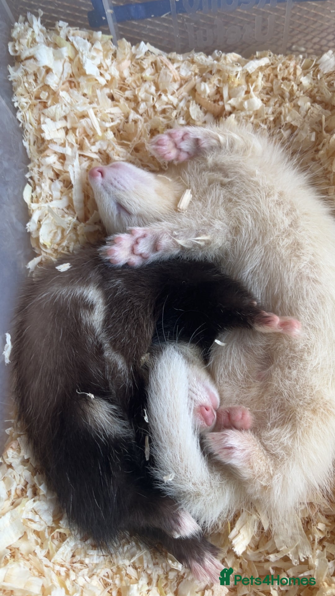 Ferret rodents for sale: 2 mixed ferrets  - Advert 1