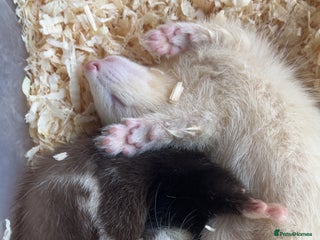 Ferret rodents 2 mixed ferrets - Advert 4