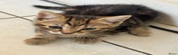Domestic Shorthair cats for sale: Lovely tabby kittens - Advert 36