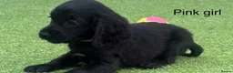 Cocker Spaniel dogs for sale: Beautiful cocker spaniel - Advert 6