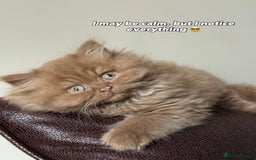 British Shorthair cats for sale: British Short and Long Hair  - Image 17