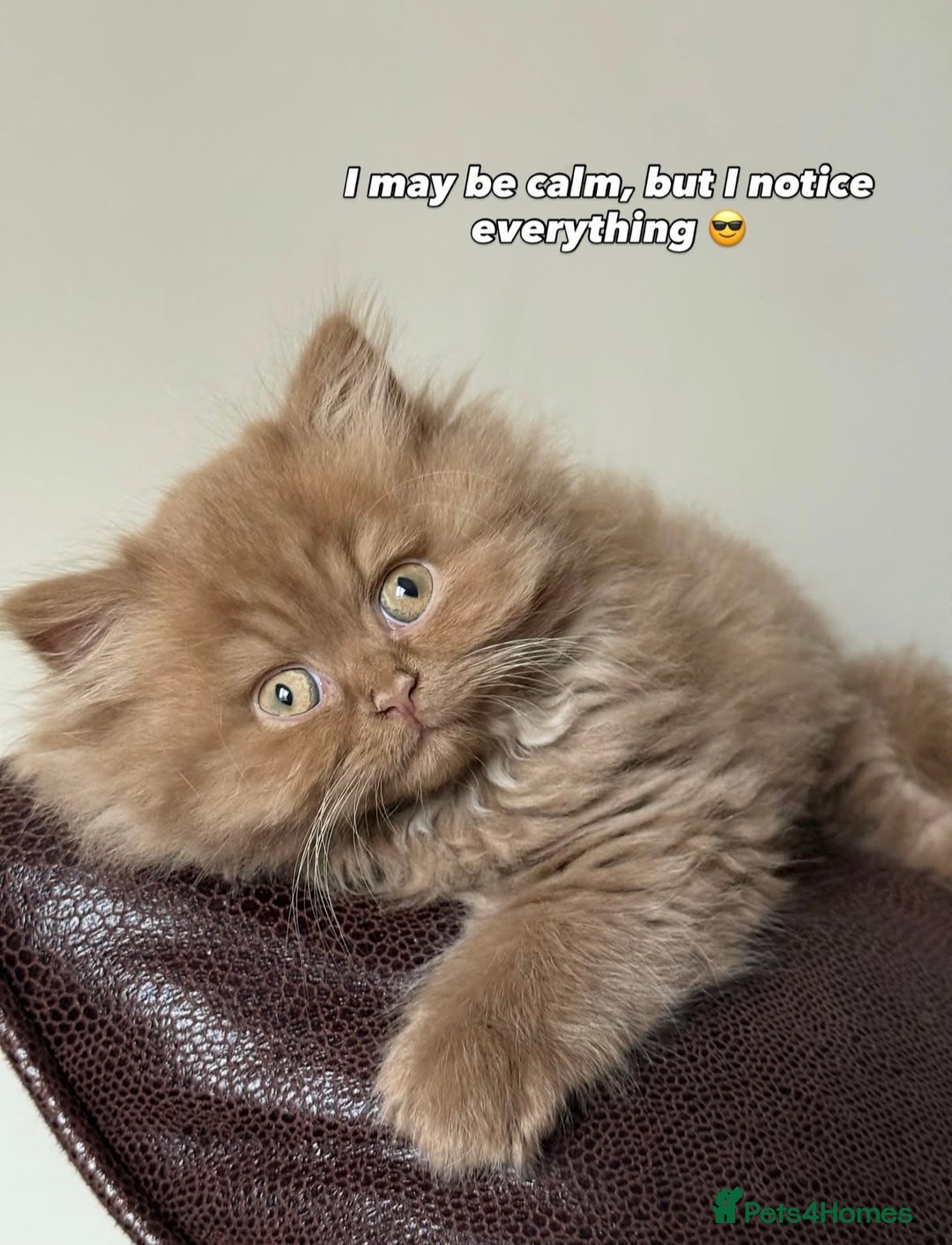 British Shorthair cats for sale: British Short and Long Hair  - Image 17