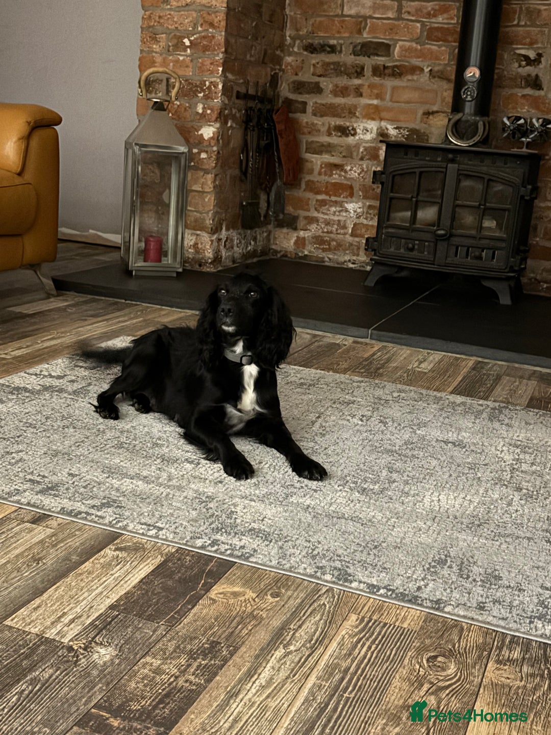Cocker Spaniel dogs for sale: Cocker Spaniel male left KC Registered Docked  - Image 26