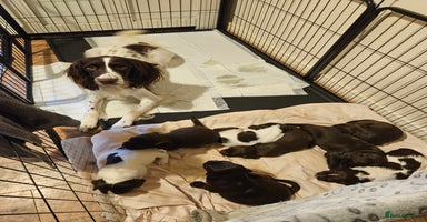 Sprocker dogs - Advert 12