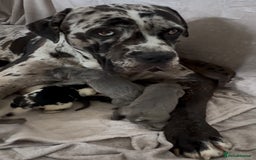Mixed Breed dogs for sale: Mastiff pups available  - Image 12
