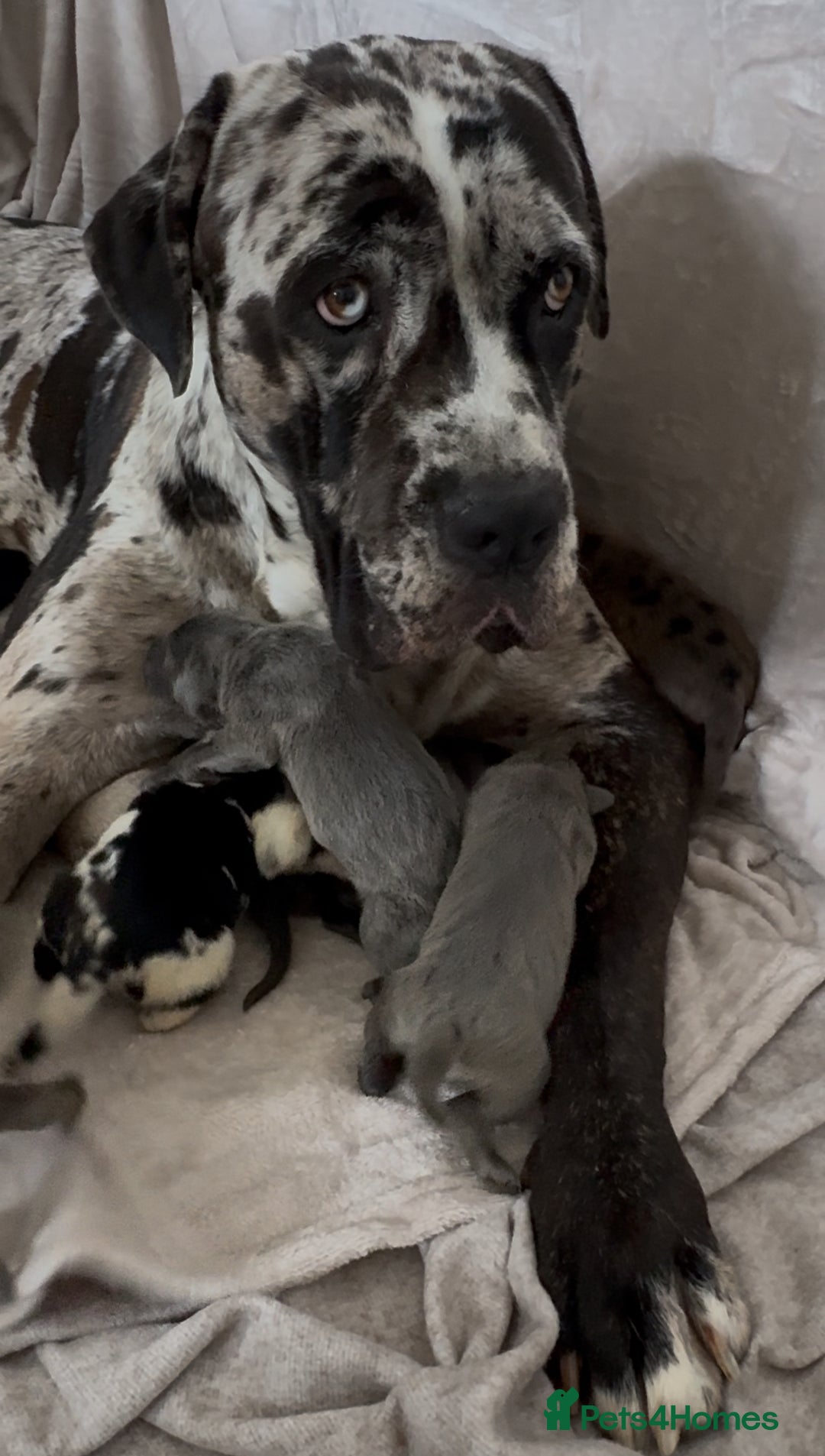 Mixed Breed dogs for sale: Mastiff pups available  - Image 12