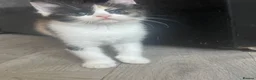 Ragdoll cats for sale: stunning doll face persian cross ragdoll  - Advert 9