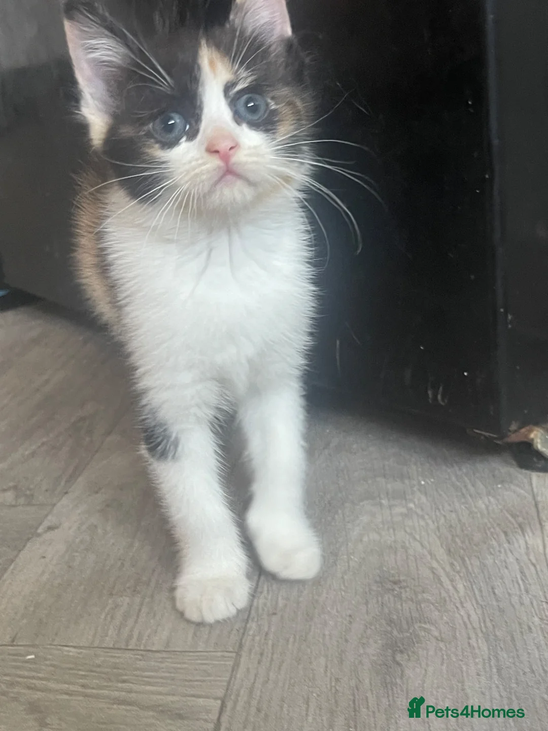 Ragdoll cats for sale: *NO TIME WASTERS *doll face persian cross ragdoll  - Advert 2