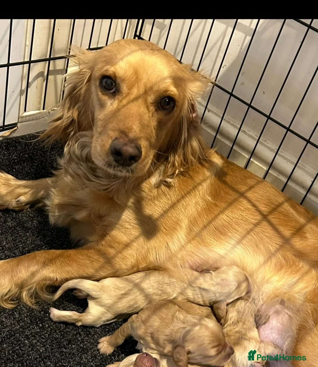 Cockapoo dogs for sale: Cockapoo puppies  - Advert 2