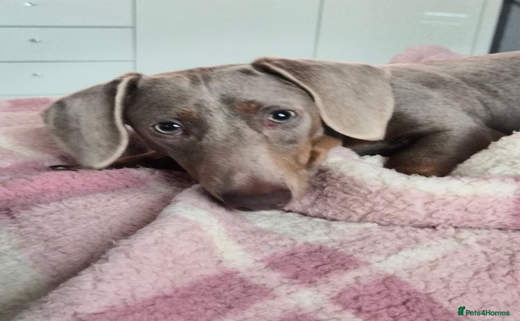 Miniature Dachshund dogs - Advert 1