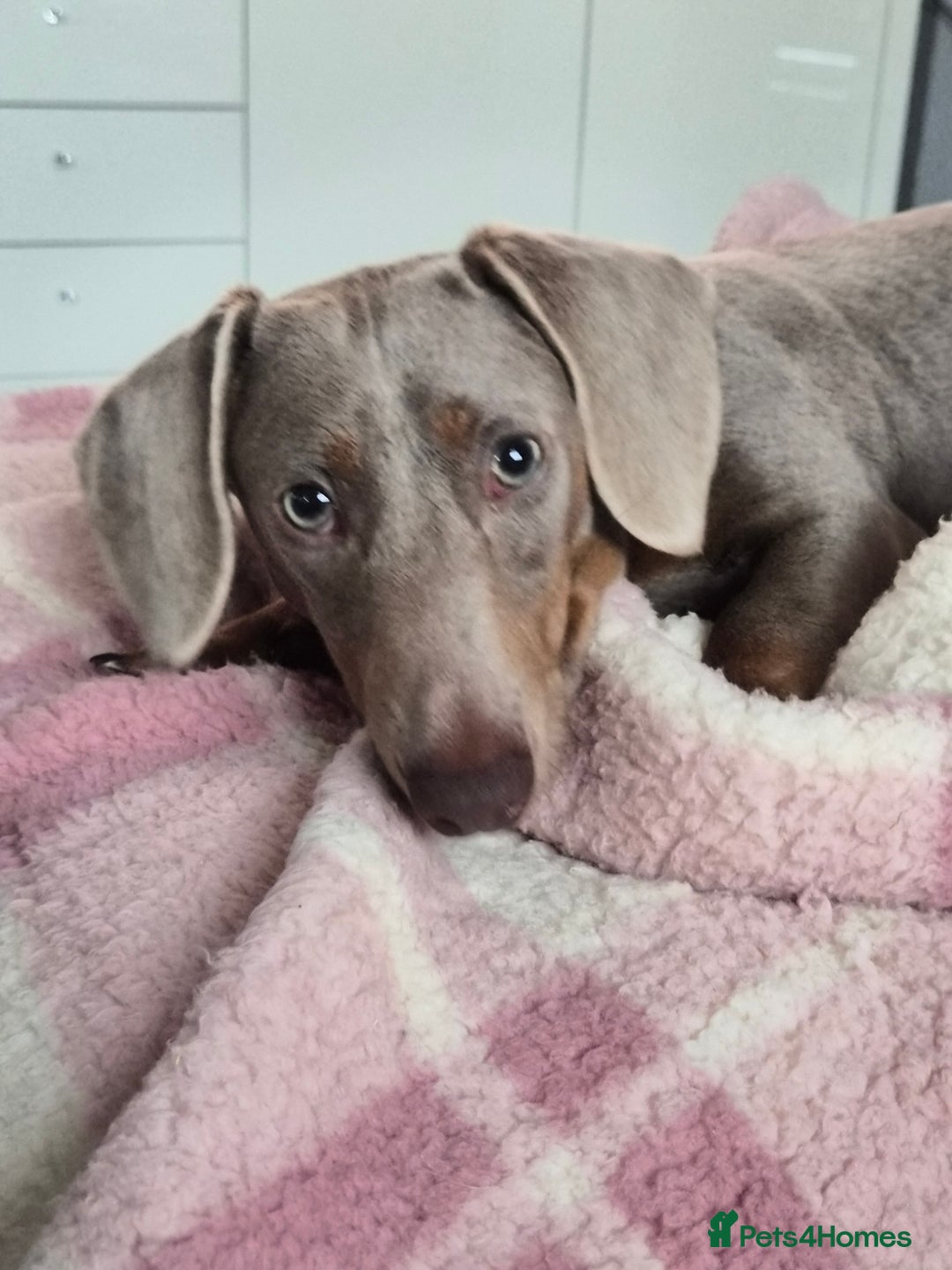 Miniature Dachshund dogs for sale: Gorgeous Green eyed Walter Mini Dachshund  - Image 1