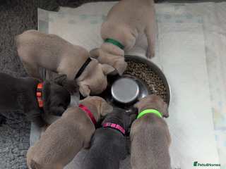 French Bulldog dogs Beautiful French Bulldog Babies - Advert 5