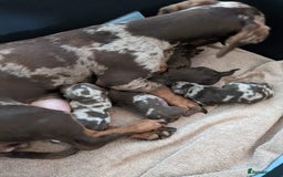 Dachshund dogs for stud: 3/4 dachshund for stud - Advert 4