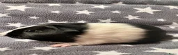 Guinea Pig rodents for sale: A Pair of Adorable Baby Guinea Pigs - Advert 7