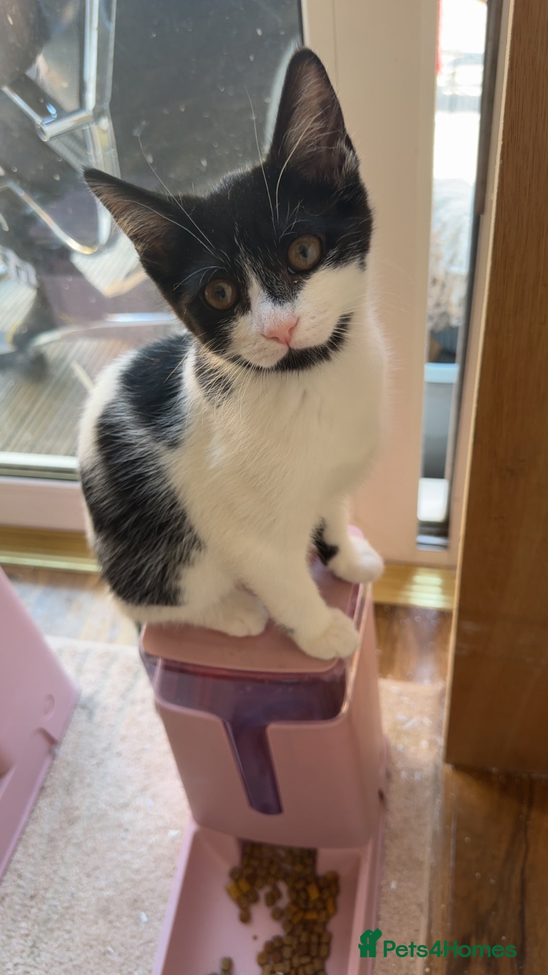 Domestic Shorthair cats for sale: 2 kittens for sale £80 both  - Image 5