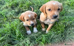 Springador dogs for sale: Red Labrador x puppies  - Image 1