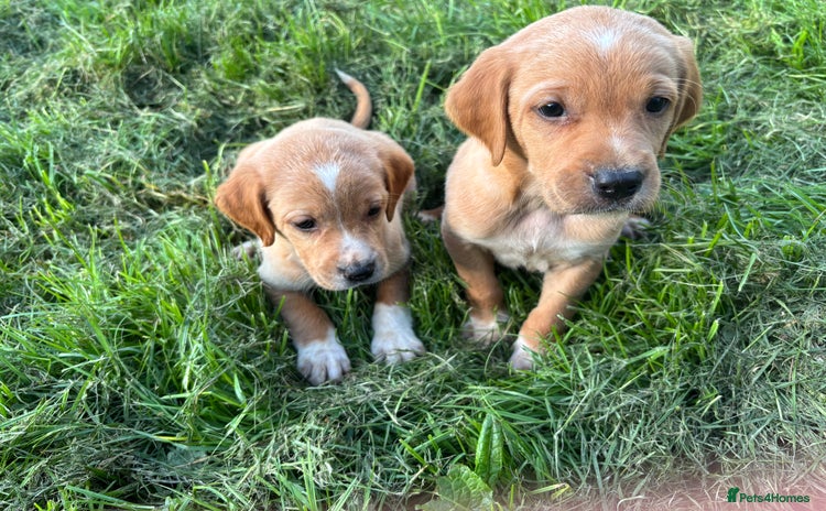 Springador dogs - Advert 1