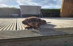 Miniature Dachshund dogs for sale: 3 left mini dachshund BOYS KC READY NOW   - Image 21