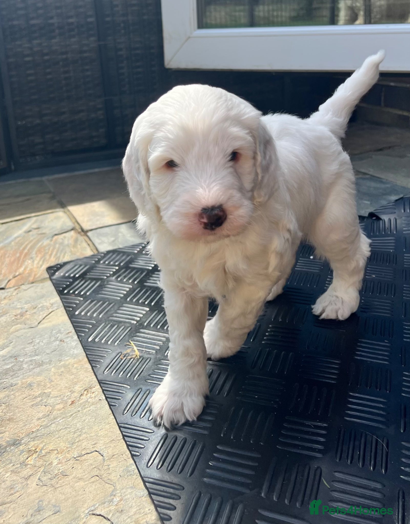 Mixed Breed dogs for sale: Australian Labradoodle Puppies For Sale - Advert 7
