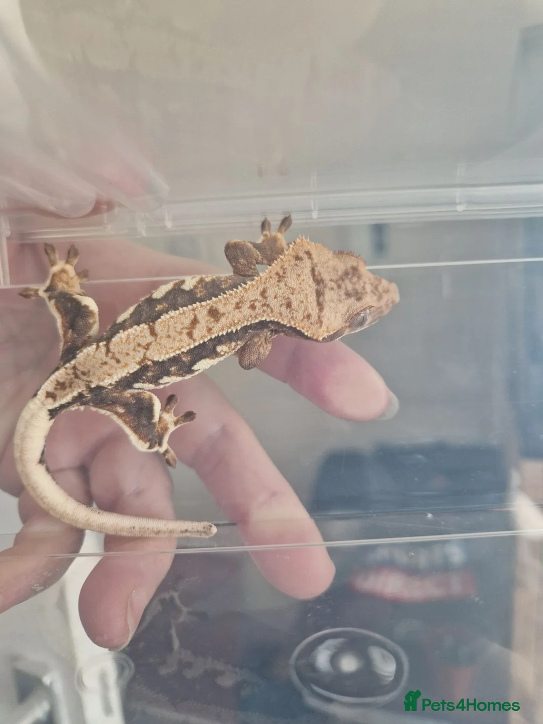 Gecko reptiles for sale: Crested Gecko - collection only - Advert 1