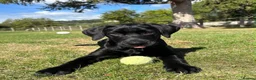 Labrador Retriever dogs for sale: FINAL KC registered black Labrador puppy (dog) - Advert 2